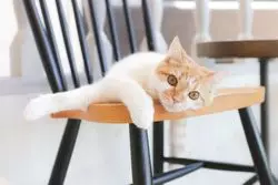 【原宿×猫カフェ】フォトジェニックな空間で、 もふもふ癒やし体験♡