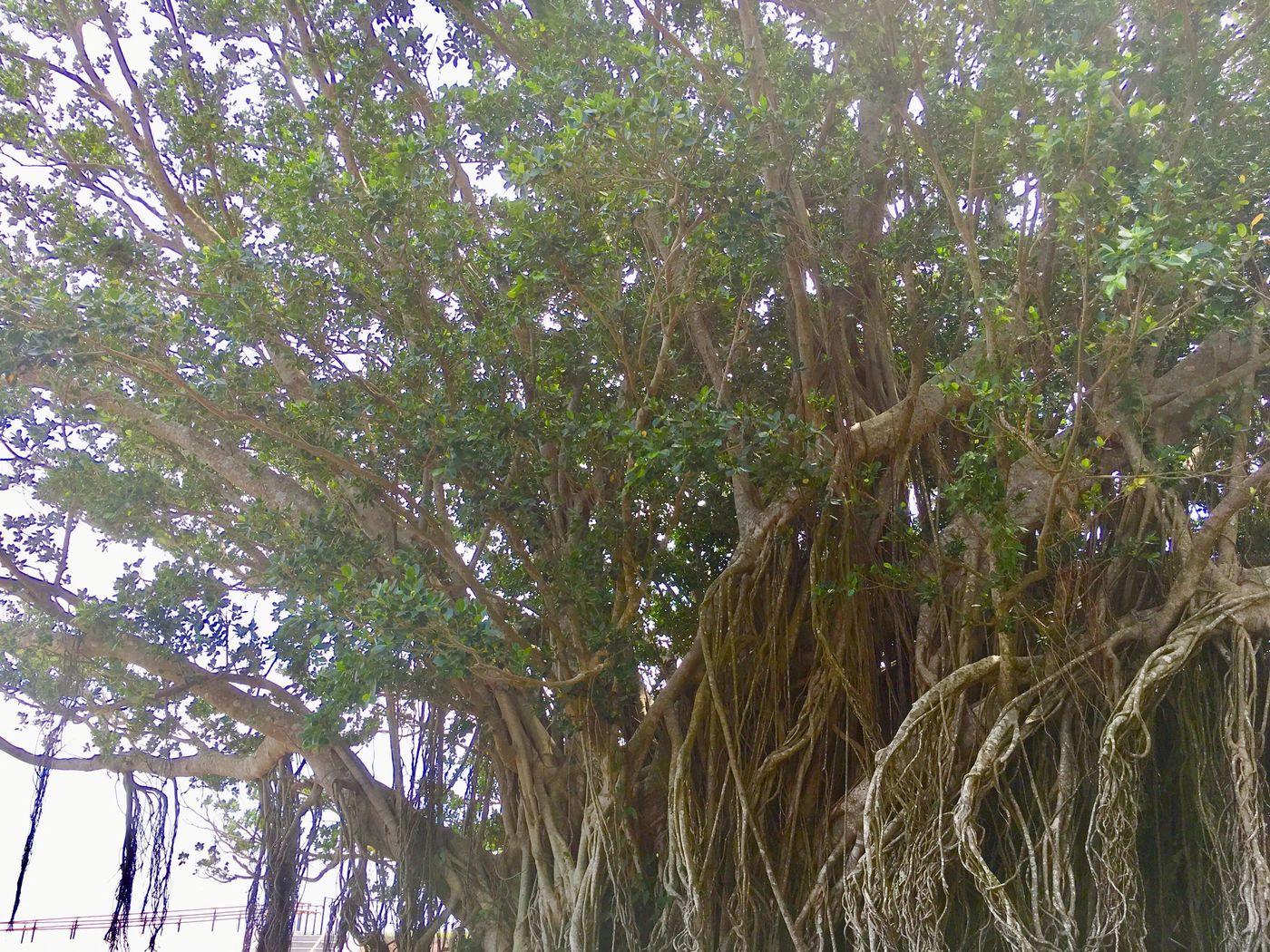 【鹿児島】大自然を堪能！大隅半島パワースポット巡りの旅の画像