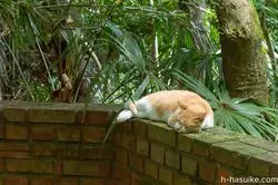 京都にある哲学の道…。散歩しながら猫と遊べるんです♡