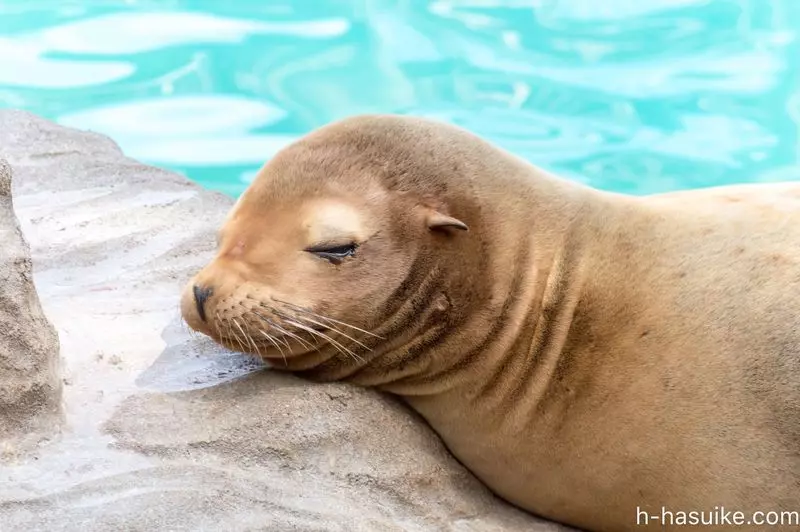 名古屋 デートや家族旅行におすすめ 東山動植物園 へ行こう Aumo アウモ