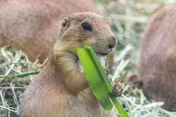 【名古屋】デートや家族旅行におすすめ！「東山動植物園」へ行こう