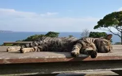 宮城の猫島・田代島とは？猫好き必見の癒しスポットをご紹介♪