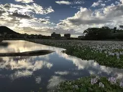 【奈良の美しい歴史スポット】咲き誇る青紫の花と歴史を感じる時間