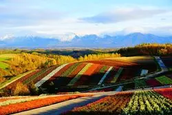 【北海道】レンタカーで巡る！富良野・美瑛の秋を楽しもうの旅♪