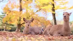 秋のお出かけにおすすめ♡奈良公園の絶景紅葉スポット！