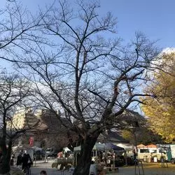 名古屋の真ん中で巨大マルシェ！愛知でお買い物を楽しもう～
