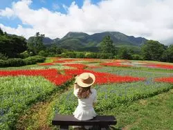 絶景を見よう☆花好き必見！大分県にきたら九重へ行こう♪