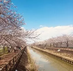 まるで桜のネックレス！？愛知で桜並木を見に行こう♡