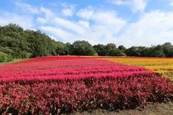 【埼玉】秋が見頃！国営武蔵丘陵森林公園「ケイトウ花畑」がインスタ映え♡