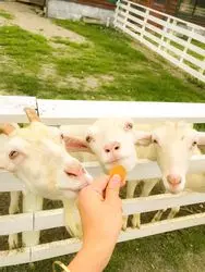 【富山県】休日にどうぞ♪食べて！触れて！のんびりドライブ！