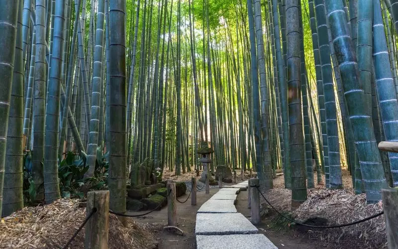 関東のおすすめ散歩スポットその9. 竹林の中で抹茶がいただける【報国寺】 1枚目