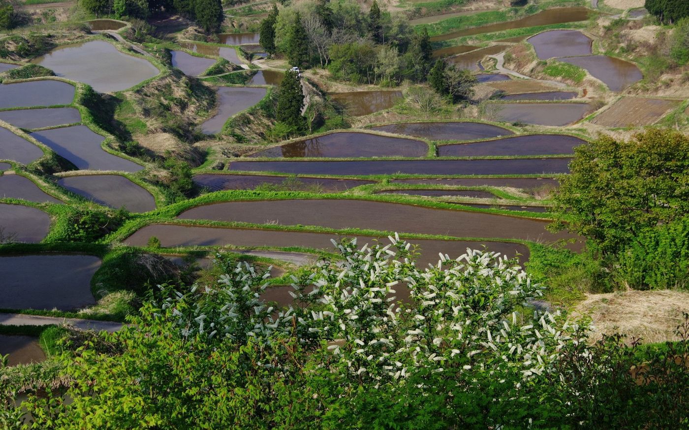 の画像