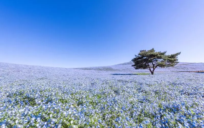 関東のおすすめ散歩スポットその6. 春は青色、秋は赤色に♪【国営ひたち海浜公園】 1枚目