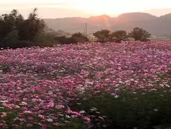 田園風景と一面の花畑…！ 奈良でフォトジェニックな秋旅はいかが？