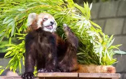 【神奈川×動物園】デートも家族も◎ふれあいOK！神奈川の動物園