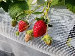 兵庫へ遠出するグルメ旅行はいかが？いちご狩りの食べ放題もレポ♪