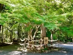 【静岡】季節のお花を楽しむ！「龍尾神社」でパワーチャージしちゃおう！
