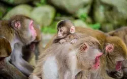九州の動物園10選！大人も子供も動物と触れ合えるところはココ！