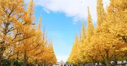 都内で絶景がみられる！？いちょうが織り成す黄色の世界