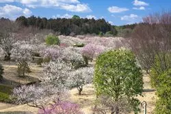 【子供に嬉しい茨城の遊び場◎】アスレチックや緑豊かな自然を堪能！