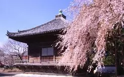 【2022】和歌山の桜の名所はここ！花見におすすめなスポット7選
