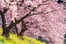 【伊豆】ただの花見は満足しない！ワガママ女子必見の桜スポット10選♡