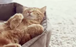 動物に癒されよう♪池袋の動物カフェ5選！