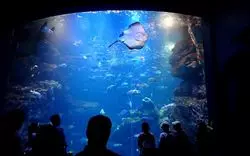京都水族館ですてきなデート！おすすめのエリアを紹介