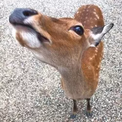 奈良といえば、興福寺！興福寺周辺のおすすめスポットをご紹介♡