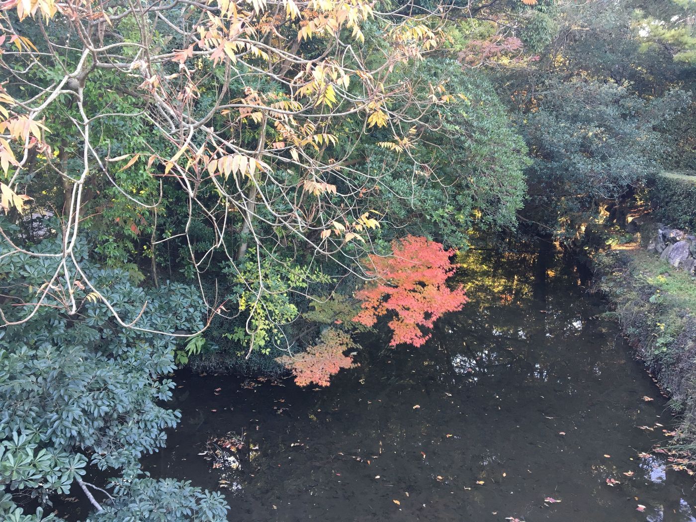 の画像