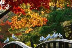 【名古屋×癒し】白鳥庭園の紅葉シーズンはイベントも沢山！