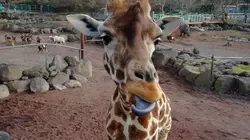 アニマルキングダムは子供も大人も楽しめるところ
