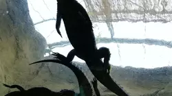 熱川温泉からのバナナワニ園へ。20年ぶりの来園です。