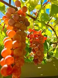 【山梨】今が旬！勝沼でぶどう尽くしの旅♡