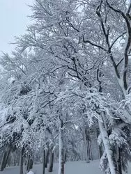 【山形】巨大な雪の木がたくさん…⁈