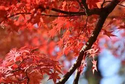 花札のような景色を撮りに。紅葉狩りの穴場、奈良へ。