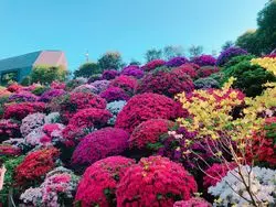 東京の新お花見スポット！周りと差をつけるなら"つつじまつり"へ♪