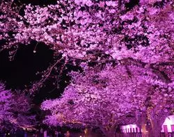【福岡】春の到来を昼でも夜でも堪能♡福岡城跡で桜を楽しもう！