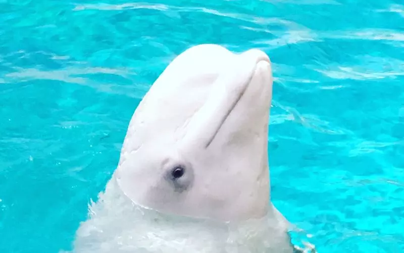 名古屋港水族館　くじ　ぬいぐるみ　特賞　ベルーガ　シロイルカ Amazon.co.jp: 極 シロイルカ ベルーガ ぬいぐるみ 名古屋港