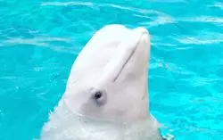 名古屋港水族館へ！ベルーガに会いに行こう♪