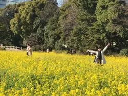 お花見は桜だけじゃない！春は築地市場でのお花見プランをご提案♪