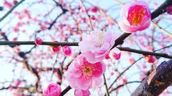 【神奈川】静かな時間に濃厚な梅の香り