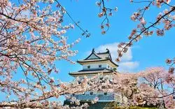 【2024】新潟で桜を楽しもう！おすすめ花見スポット8選