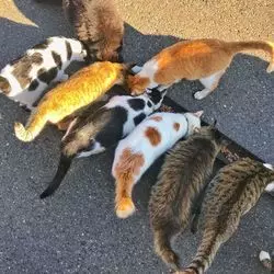 福井の隠れた魅力！猫が集まるお寺♡