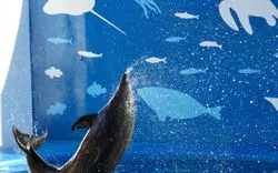 宮城県「仙台うみの杜水族館」の魅力とは？周辺情報も♪