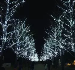 実は秋がおすすめ！「冬ソナストリート」に行こう♪