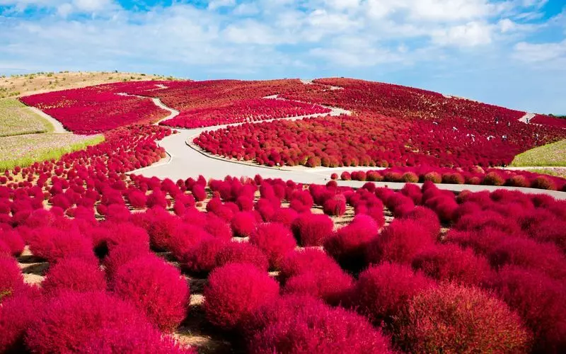 17. 「国営ひたち海浜公園」圧巻の景色で四季を堪能!関東のおすすめドライブスポット 2枚目