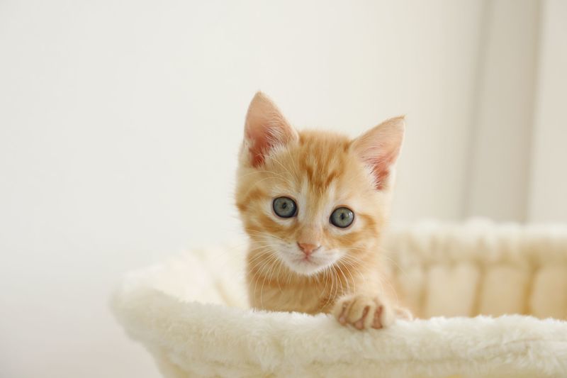 ウォーターサーバーのお水は猫も飲める いたずら対策やおすすめ7選もご紹介 Aumo アウモ