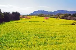 【愛知×花】美しい季節の花をめぐるおすすめスポット！