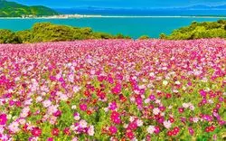 【2024年】福岡のコスモス畑5選！名所から穴場のスポットまで厳選して紹介